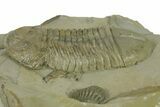 Beautiful Struveaspis Trilobite Fossil - Jorf, Morocco #382685-5